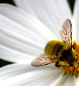 Biene auf Blüte
