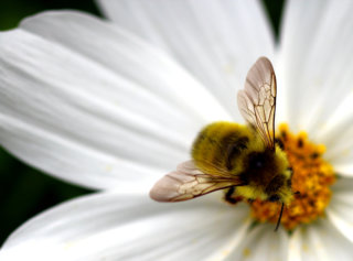 Biene auf Blüte